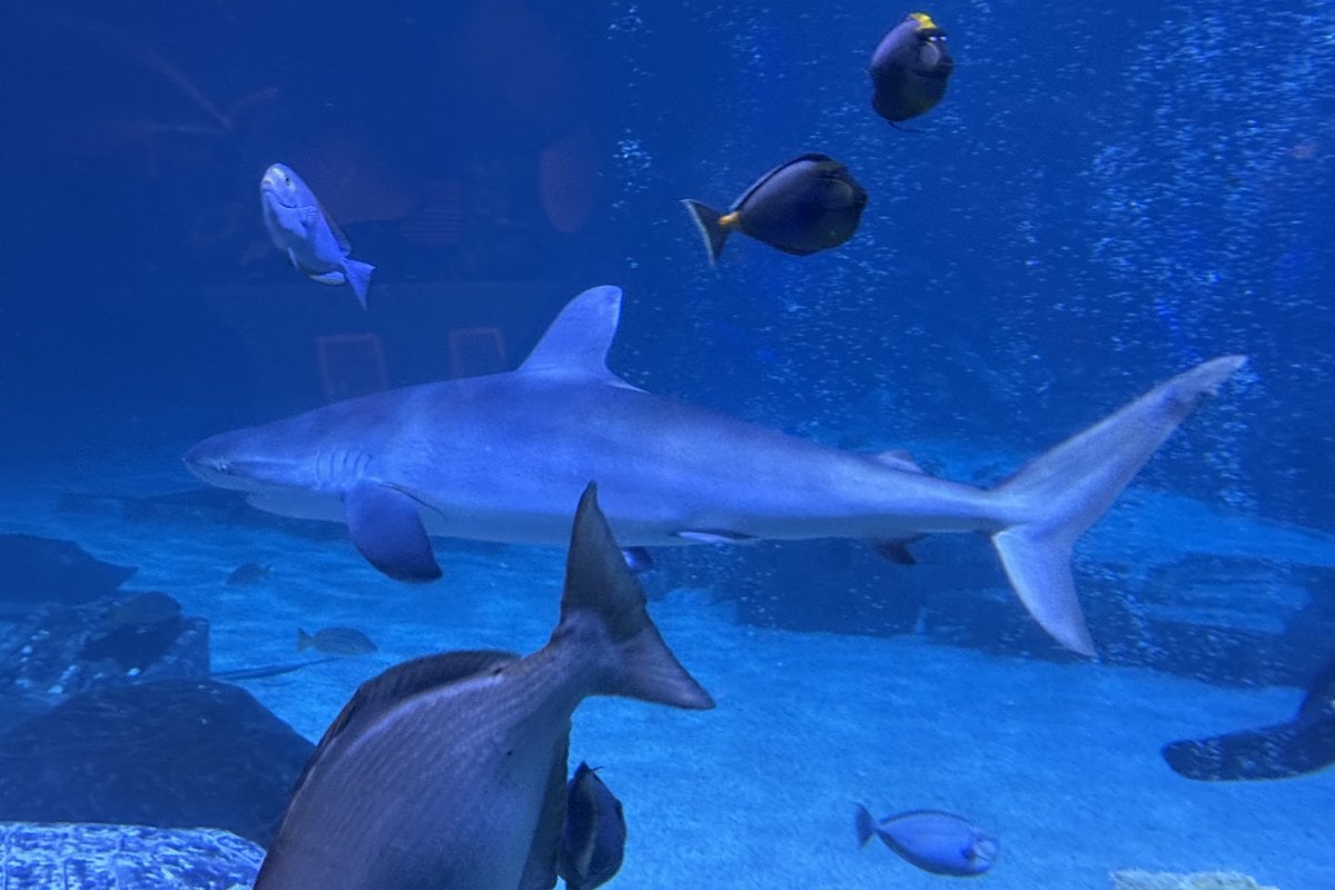 Adventure Aquarium - Gallery Image 1